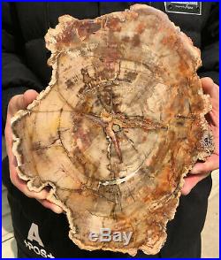 2137g COLORFUL RAINBOW FANTASTIC Madagascar Petrified Wood Round Slab Bark #DMH6