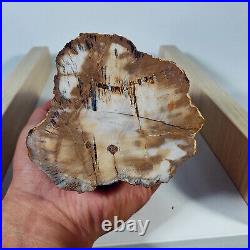 2157g Polished PETRIFIED WOOD BRANCH Fossil Madagascar A2396