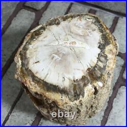 2184g Beautiful Polished Petrified Wood Fossil Crystal Slice Madagascar