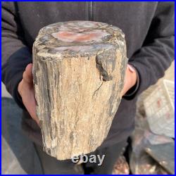 21.1lb Natural petrified wood rough Wood fossil mineral specimen tariff-free 21.1lb Natural petrified wood rough Wood fossil mineral specimen tariff-free