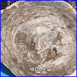 21.64LB Natural Petrified Wood Fossil Crystal Polished Slice