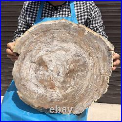 21.64LB Natural Petrified Wood Fossil Crystal Polished Slice