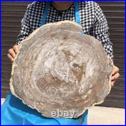 21.64LB Natural Petrified Wood Fossil Crystal Polished Slice Madagascar 2595