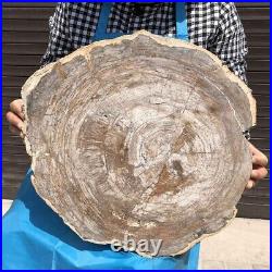 21.64LB Natural Petrified Wood Fossil Crystal Polished Slice Madagascar 2595