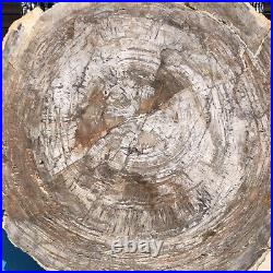 21.64LB Natural Petrified Wood Fossil Crystal Polished Slices Healing HH30