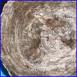 21.64LB Natural Petrified Wood Fossil Crystal Polished Slices Healing HH30