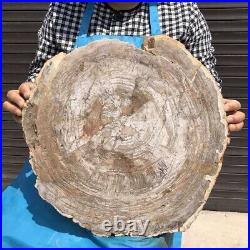21.64LB Natural petrified wood fossil crystal polished slice Madagascar 30