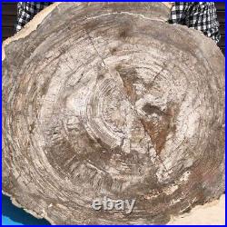 21.64LB Natural petrified wood fossil crystal polished slice Madagascar 30