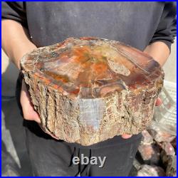 21.8lb Rare Natural petrified wood rough Wood fossil mineral specimen healing 21.8lb Rare Natural petrified wood rough Wood fossil mineral specimen healing