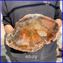 21.8lb Rare Natural petrified wood rough Wood fossil mineral specimen healing 21.8lb Rare Natural petrified wood rough Wood fossil mineral specimen healing