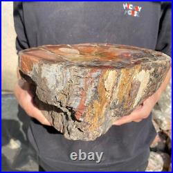 21.8lb Rare Natural petrified wood rough Wood fossil mineral specimen healing 21.8lb Rare Natural petrified wood rough Wood fossil mineral specimen healing