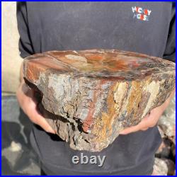 21.8lb Rare Natural petrified wood rough Wood fossil mineral specimen healing 21.8lb Rare Natural petrified wood rough Wood fossil mineral specimen healing