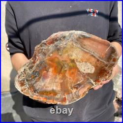 21.8lb Rare Natural petrified wood rough Wood fossil mineral specimen healing 21.8lb Rare Natural petrified wood rough Wood fossil mineral specimen healing