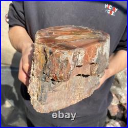 21.8lb Rare Natural petrified wood rough Wood fossil mineral specimen healing 21.8lb Rare Natural petrified wood rough Wood fossil mineral specimen healing