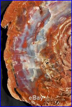 21 Quality Agate Fossil Petrified Wood Round Arizona Chinle Red #cr21