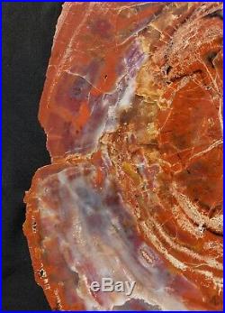 21 Quality Agate Fossil Petrified Wood Round Arizona Chinle Red #cr21