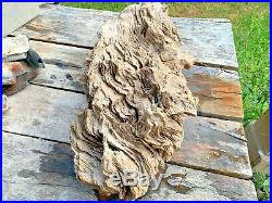 21x9x6 Petrified Oak Burl Wood Rare Texas Tree Fossil Montgomery Co Texas