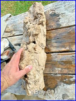21x9x6 Petrified Oak Burl Wood Rare Texas Tree Fossil Montgomery Co Texas