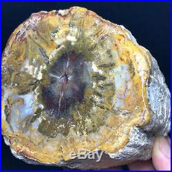 2245G Natural Petrified Wood Fossil Crystal Polished Slice Madagascar A11130