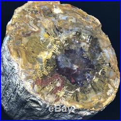 2245G Natural Petrified Wood Fossil Crystal Polished Slice Madagascar A11130