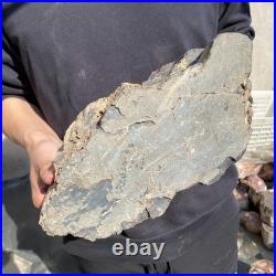 22.2LB Natural petrified wood rough Wood fossil mineral specimen healing energy