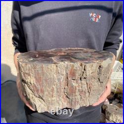 22.2LB Natural petrified wood rough Wood fossil mineral specimen healing energy