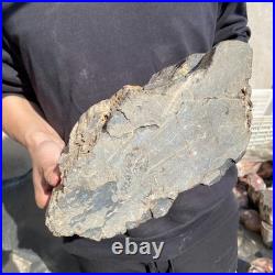 22.2LB Natural petrified wood rough Wood fossil mineral specimen healing energy