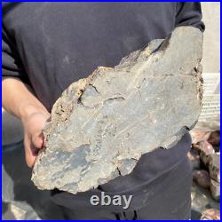 22.2lb Rare Natural petrified wood rough Wood fossil mineral specimen healing 22.2lb Rare Natural petrified wood rough Wood fossil mineral specimen healing