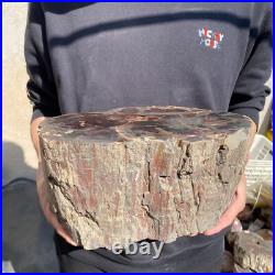 22.2lb Rare Natural petrified wood rough Wood fossil mineral specimen healing 22.2lb Rare Natural petrified wood rough Wood fossil mineral specimen healing