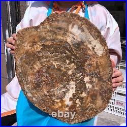 22.44LB Natural Petrified Wood Fossil Crystal Polished Slice- Madagascar