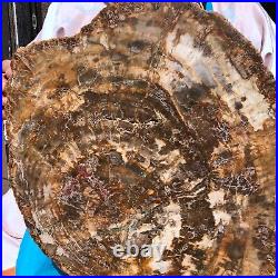 22.44LB Natural Petrified Wood Fossil Crystal Polished Slice- Madagascar