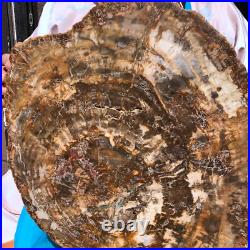 22.44LB Natural Petrified Wood Fossil Crystal Polished Slice- Madagascar