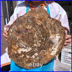 22.44LB Natural Petrified Wood Fossil Crystal Polished Slice- Madagascar