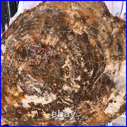 22.44LB Natural Petrified Wood Fossil Crystal Polished Slice- Madagascar