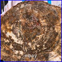 22.44LB Natural Petrified Wood Fossil Crystal Polished Slice- Madagascar