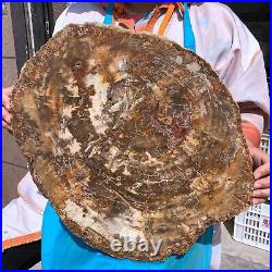 22.44LB Natural Petrified Wood Fossil Crystal Polished Slice- Madagascar