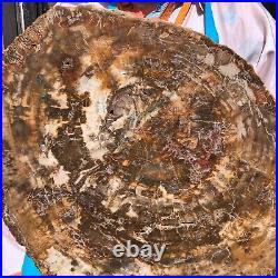 22.44LB Natural Petrified Wood Fossil Crystal Polished Slice- Madagascar