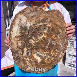 22.44LB Natural Petrified Wood Fossil Crystal Polished Slice- Madagascar