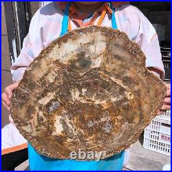 22.44LB Natural Petrified Wood Fossil Crystal Polished Slice- Madagascar