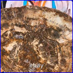 22.44LB Natural Petrified Wood Fossil Crystal Polished Slice- Madagascar