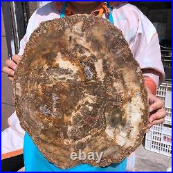 22.44LB Natural Petrified Wood Fossil Crystal Polished Slice- Madagascar