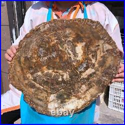 22.44LB Natural Petrified Wood Fossil Crystal Polished Slice- Madagascar