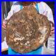 22_44LB_Natural_petrified_wood_fossil_crystal_polished_slice_Madagascar_1980_01_sq