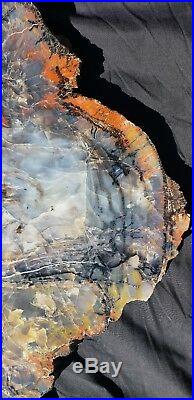 22.5 Gem Quality Fossil Petrified Wood Round Arizona Chinle Red Pink #a2