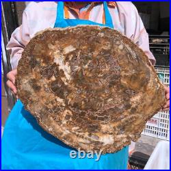 22.66LB Natural Petrified Wood Fossil Crystal Polished Slice- Madagascar 22.66LB Natural Petrified Wood Fossil Crystal Polished Slice- Madagascar