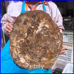 22.66LB Natural Petrified Wood Fossil Crystal Polished Slice- Madagascar 22.66LB Natural Petrified Wood Fossil Crystal Polished Slice- Madagascar