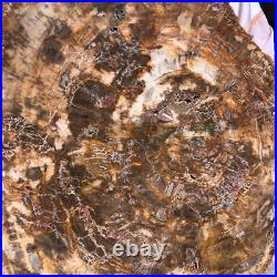 22.66LB Natural Petrified Wood Fossil Crystal Polished Slice- Madagascar 22.66LB Natural Petrified Wood Fossil Crystal Polished Slice- Madagascar