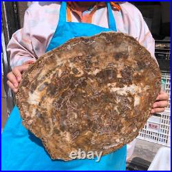 22.66LB Natural Petrified Wood Fossil Crystal Polished Slice- Madagascar 22.66LB Natural Petrified Wood Fossil Crystal Polished Slice- Madagascar
