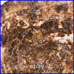 22.66LB Natural Petrified Wood Fossil Crystal Polished Slice- Madagascar 22.66LB Natural Petrified Wood Fossil Crystal Polished Slice- Madagascar
