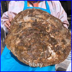 22.66LB Natural Petrified Wood Fossil Crystal Polished Slice- Madagascar 22.66LB Natural Petrified Wood Fossil Crystal Polished Slice- Madagascar